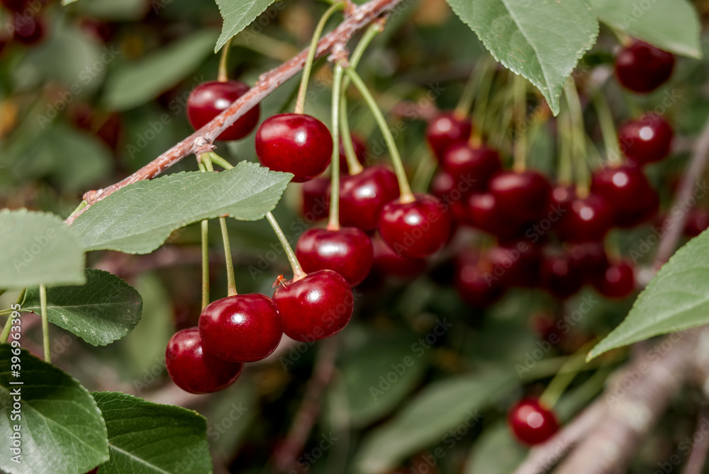 Sour Cherry (Prunus cerasus) in orchard Sour Cherry (Prunus cerasus) in orchard