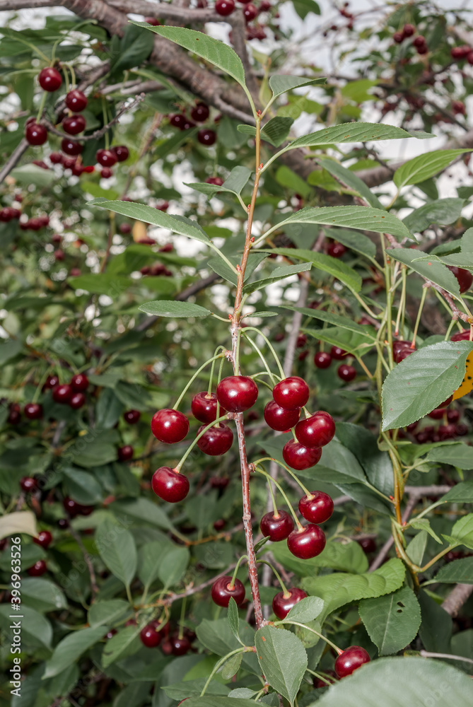 Sour Cherry (Prunus cerasus) in orchard Sour Cherry (Prunus cerasus) in orchard