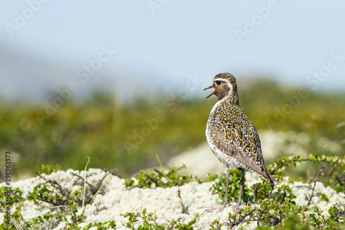 Pluvialis apricaria, golden, white and black bird on the tundra camouflaged on the vegetation photo