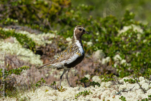 Pluvialis apricaria, golden, white and black bird on the tundra camouflaged on the vegetation photo