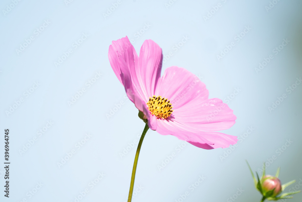 Beautiful pink cosmos flowers blooming in garden. Bokeh background Beautiful pink cosmos flowers blooming in garden. Bokeh background