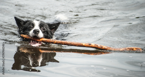 Tableau sur toile Collie retrieving stck from lake