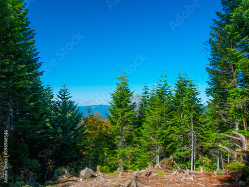 Alpine coniferous forest (Gunma, Japan) photo