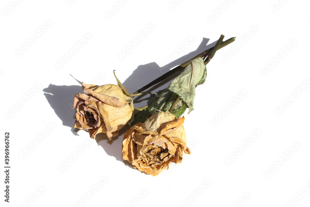 dried yellow rose flower isolated on white background dried yellow rose flower isolated on white background