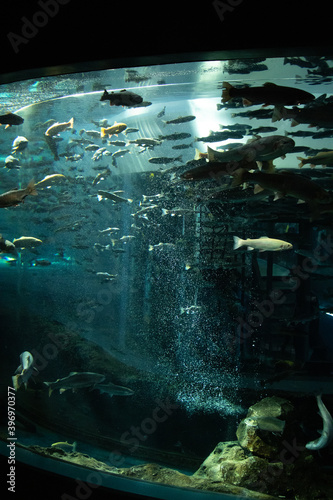 水族館の水槽に美しい光の差し込みが魚に輝く