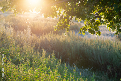 Fototapeta Naklejka Na Ścianę i Meble -  View of green trees and grass in a field in the sunlight. Sunny summer green background