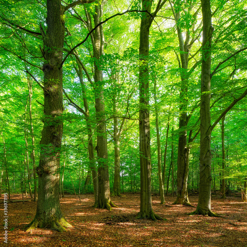 Fototapeta Naklejka Na Ścianę i Meble -  Old Green Forest with Big Beech Trees