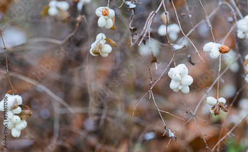 Branches of snowberry, waxberry fruits covered with snow and frost, white berries photo