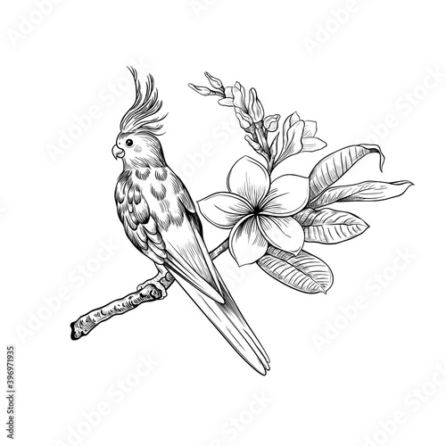 .Corella parrot sitting on a blooming Plumeria branch.Vector illustration in engraving style. Vintage image of exotic nature.
