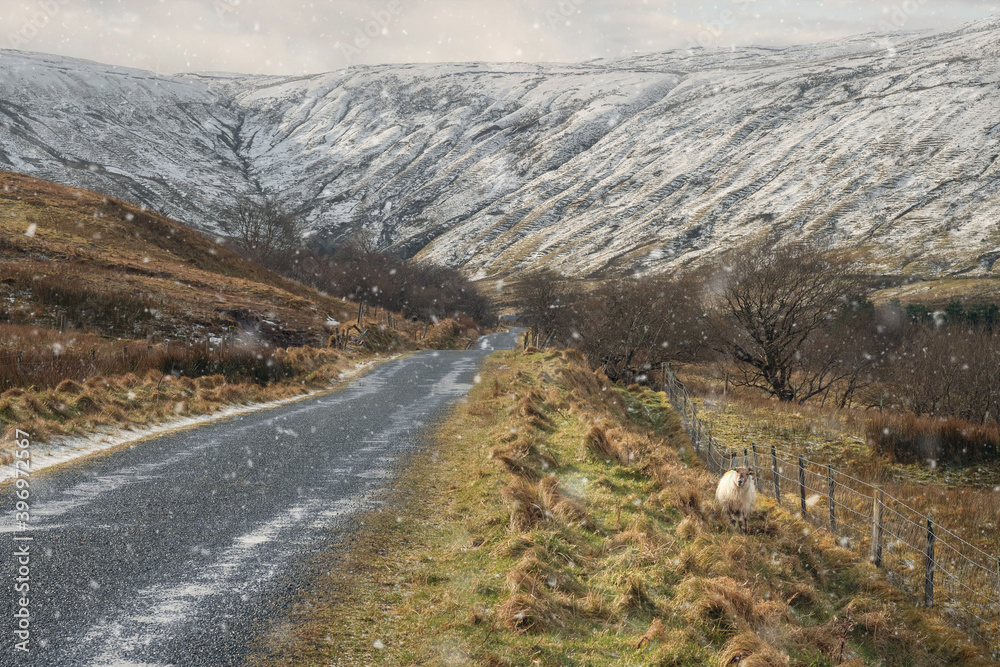 One white sheep by a small road falling snow, Horseshoe drive, county Sligo, Beautiful mountains covered with snow in the background.