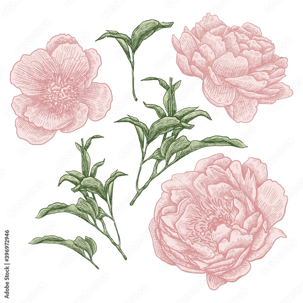 Peonies. Flowers, leaves and branches. Botanical elements set. Hand drawing. Black engraving, graphics, line art. Vintage. Black and white. Isolated vector illustrations. Peonies. Flowers, leaves and branches. Botanical elements set. Hand drawing. Black engraving, graphics, line art. Vintage. Black and white. Isolated vector illustrations.
