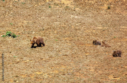 familia de osos pardos photo