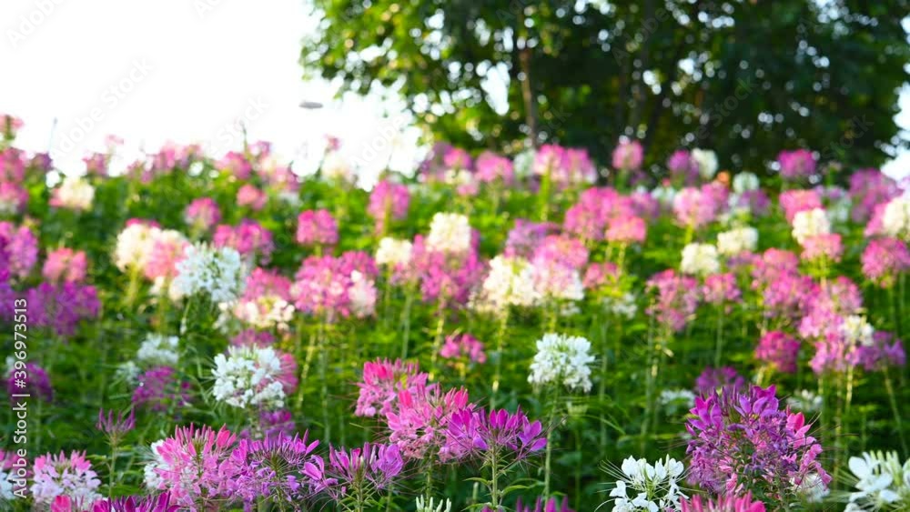 pan view of blooming Spider Flower or Cleome spinosa in a sunny day pan view of blooming Spider Flower or Cleome spinosa in a sunny day