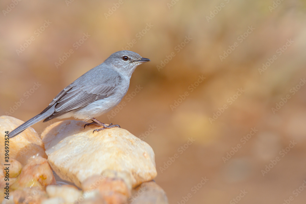 Ashy Flycatcher standing on stone with natural background in Kruger National park, South Africa ; Specie Muscicapa caerulescens family of Musicapidae Ashy Flycatcher standing on stone with natural background in Kruger National park, South Africa ; Specie Muscicapa caerulescens family of Musicapidae