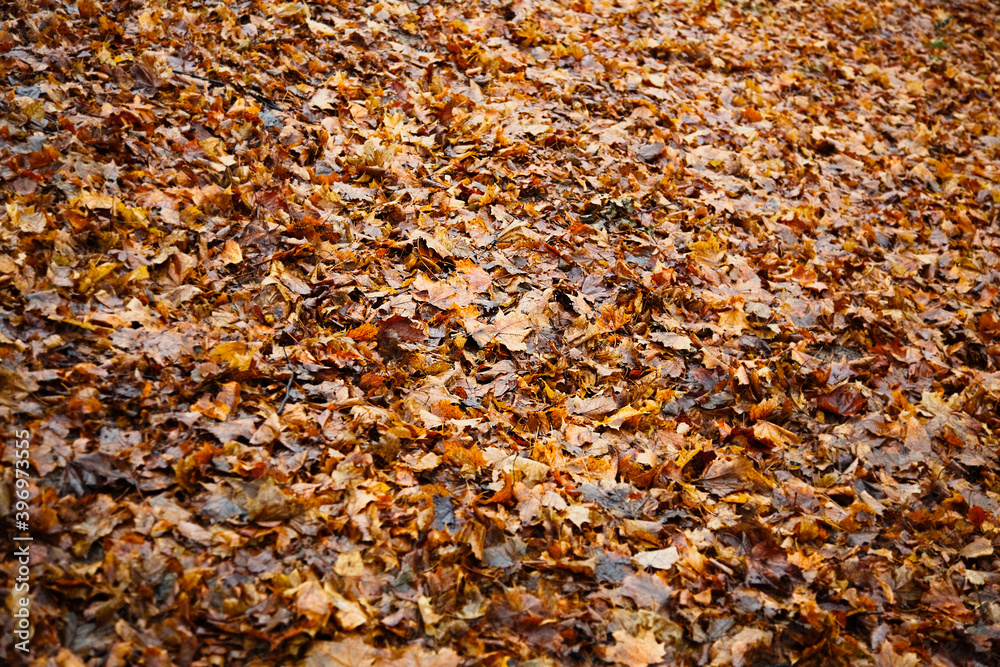 Bright fallen leaves of golden color on the autumn ground Bright fallen leaves of golden color on the autumn ground