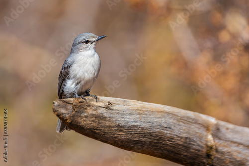 Ashy Flycatcher standing on a log with natural background in Kruger National park, South Africa ; Specie Muscicapa caerulescens family of Musicapidae