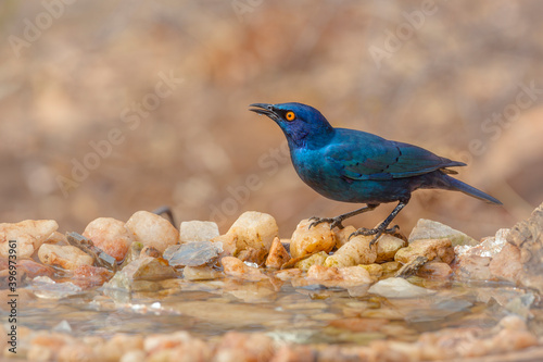 Cape Glossy Starling standing at waterhole with natural background in Kruger National park, South Africa   Specie Lamprotornis nitens family of Sturnidae © PACO COMO