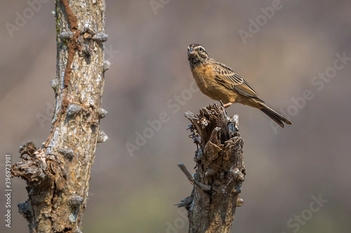 Cinnamon breasted Bunting perched on a branch isolated in blur background in Kruger National park, South Africa ; Specie Fringillaria tahapisi family of Emberizidae photo