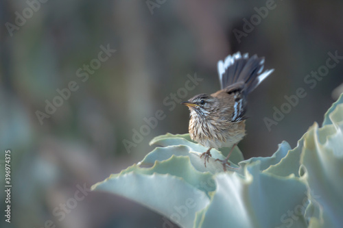 Red backed Scrub Robin standing in plant leaves in Kruger National park, South Africa; specie Cercotrichas leucophrys family of Musicapidae photo