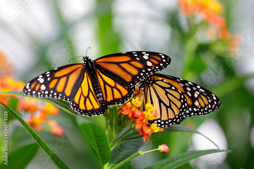 Monarchfalter (Danaus plexippus) oder Amerikanischer Monarch, zwei Schmetterlinge auf Blüte © Aggi Schmid