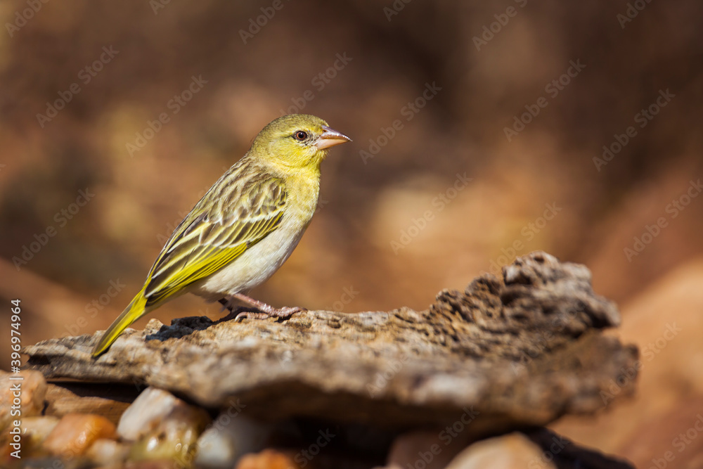 Village weaver standing on a log with natural background in Kruger National park, South Africa ; Specie Ploceus cucullatus family of Ploceidae Village weaver standing on a log with natural background in Kruger National park, South Africa ; Specie Ploceus cucullatus family of Ploceidae