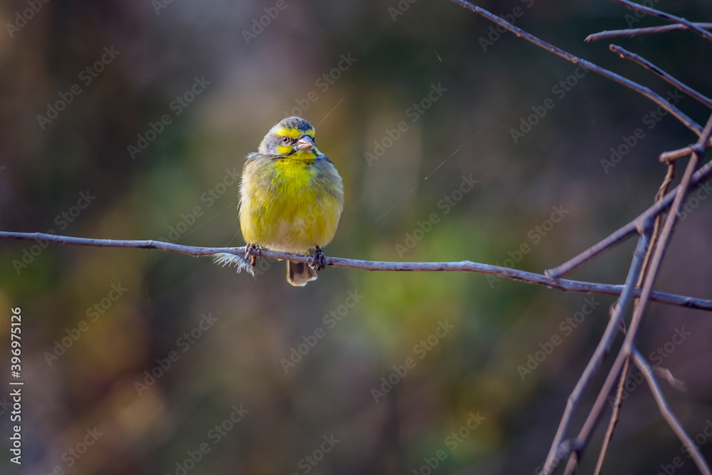 Yellow fronted Canary standing on a branch with natural backgrounc in Kruger National park, South Africa ; Specie Crithagra mozambica family of Fringillidae Yellow fronted Canary standing on a branch with natural backgrounc in Kruger National park, South Africa ; Specie Crithagra mozambica family of Fringillidae