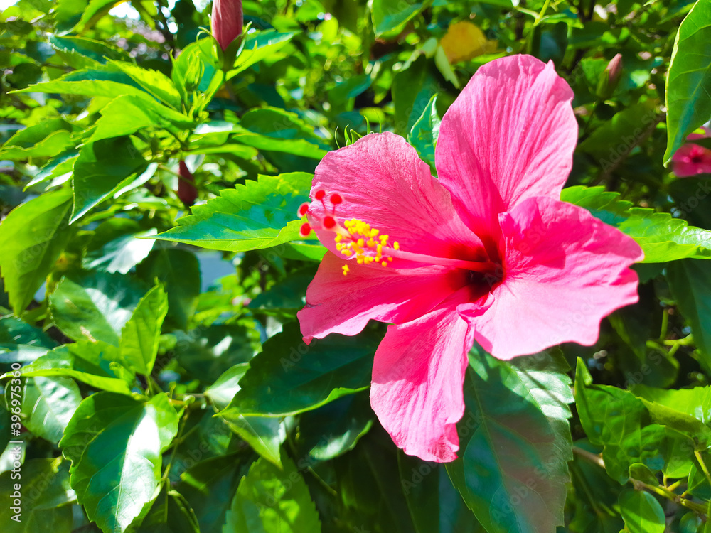 Shoe flower that blooms in Heulang Park, Bogor City Shoe flower that blooms in Heulang Park, Bogor City