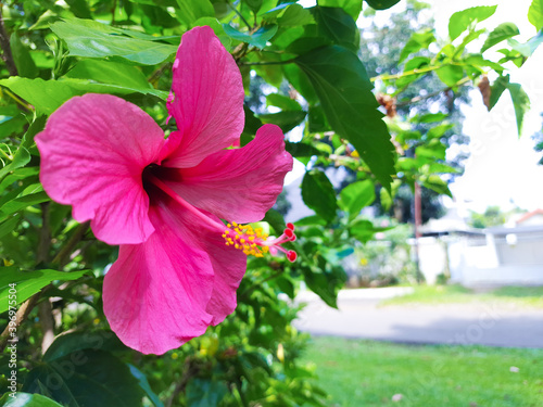 Shoe flower that blooms in Heulang Park, Bogor City photo