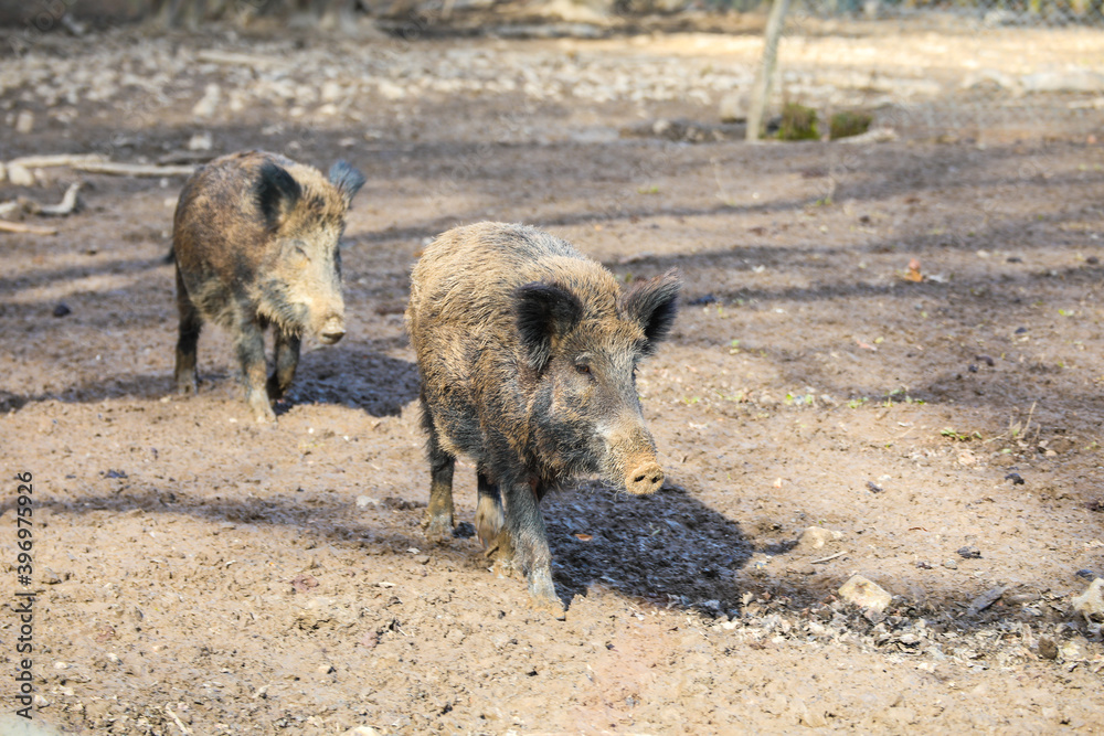 Fototapeta premium Muddy wild boars in a park on nature.