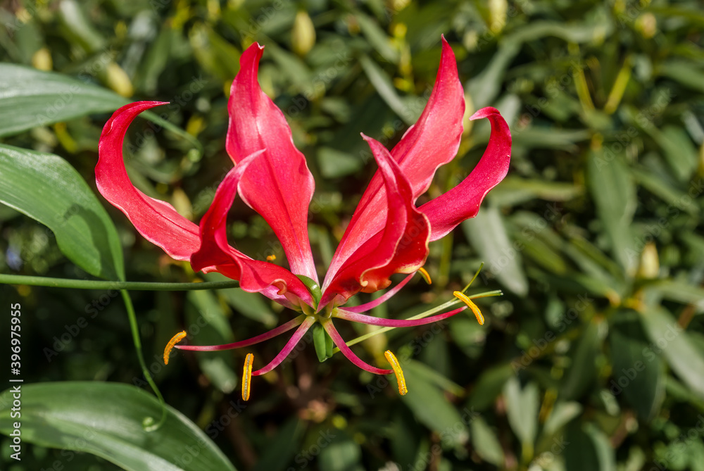 Flame Lily (Gloriosa superba) in greenhouse
