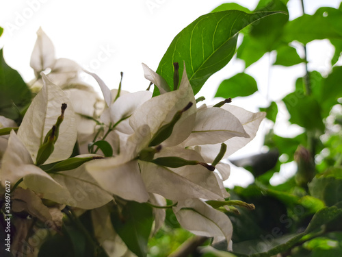 White flowers blooming in Heulang Park, Bogor City photo