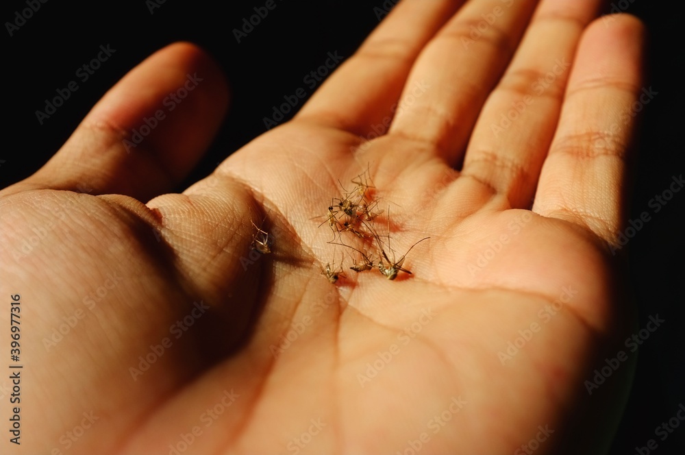 close up group of mosquito dying in hand