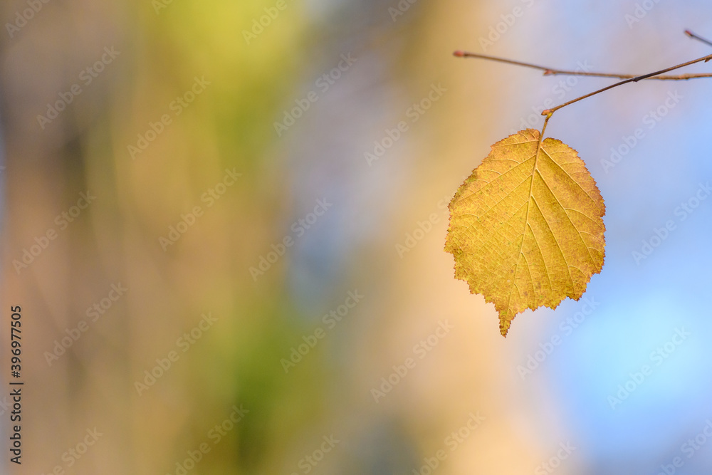 Obraz premium autumn leaf in the sun