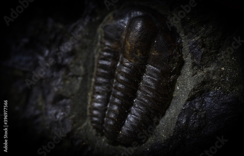 fossil close up © ukasz