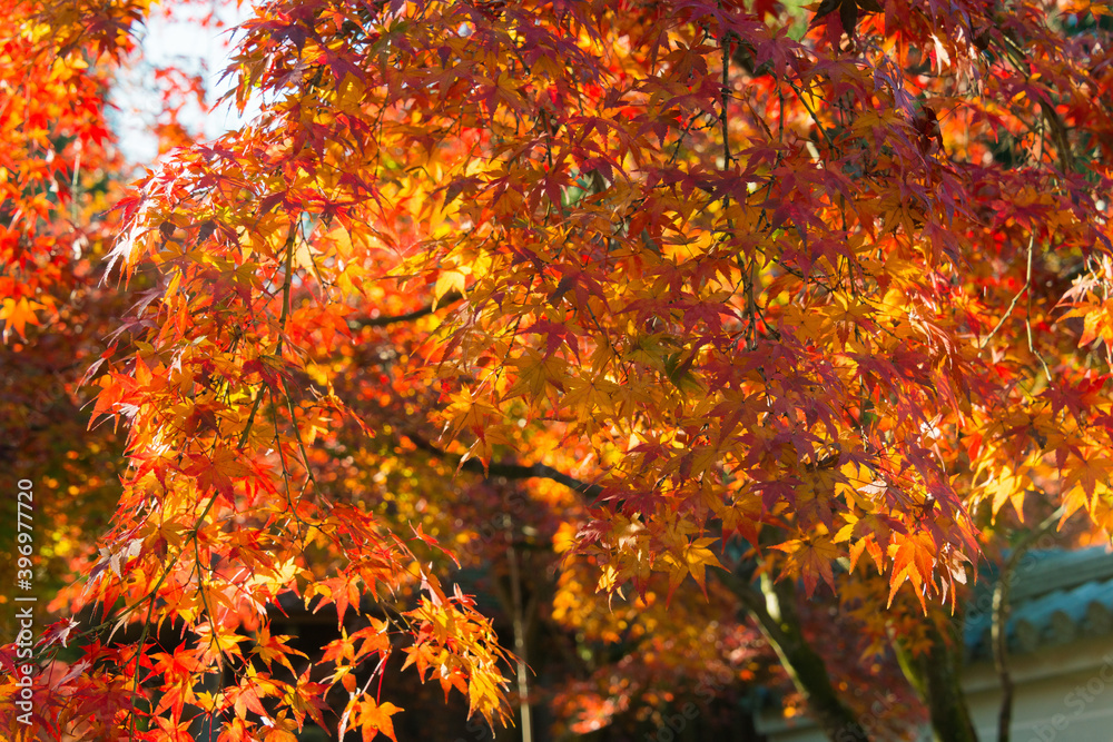 Kyoto, Japan - Autumn leaf color at Ikkyuji Temple (Shuon-an) in Kyotanabe, Kyoto, Japan. Kyoto, Japan - Autumn leaf color at Ikkyuji Temple (Shuon-an) in Kyotanabe, Kyoto, Japan.