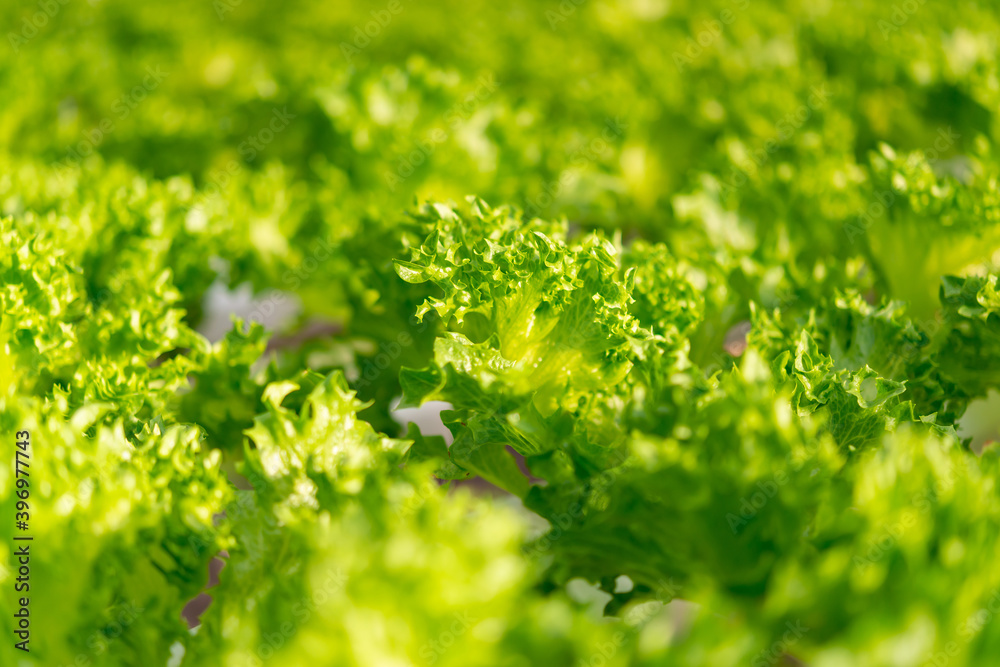 Fresh organic green oak lettuce vegetable plant farm Fresh organic green oak lettuce vegetable plant farm
