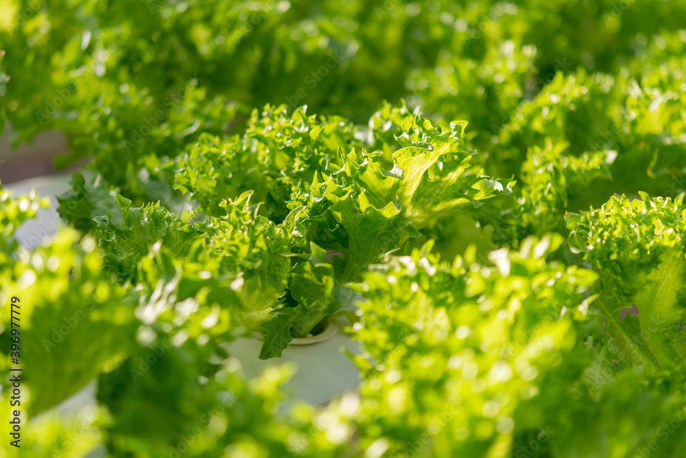 Fresh organic green oak lettuce vegetable plant farm