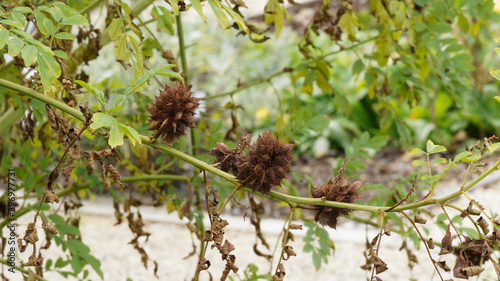 (Glycyrrhiza echinata) Russisches Süßholz oder Stachelfrüchtiges Süßholz mit Dunkelbraun Herbsthülsen photo