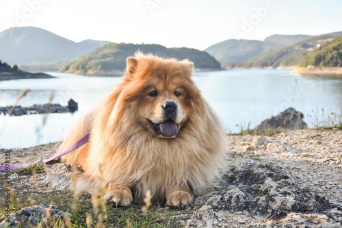 Beautiful dog chow-chow outside. Purebred dog chow chow on vacation on mountain lake Zaovine
