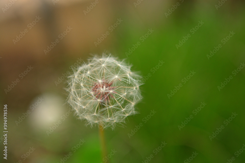 ふんわり、ふわふわとしてたんぽぽの花、種