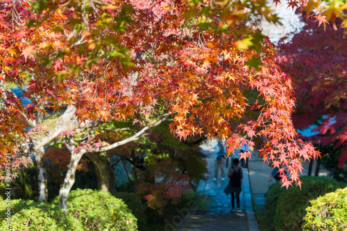 Kyoto, Japan - Autumn leaf color at Ikkyuji Temple (Shuon-an) in Kyotanabe, Kyoto, Japan. photo