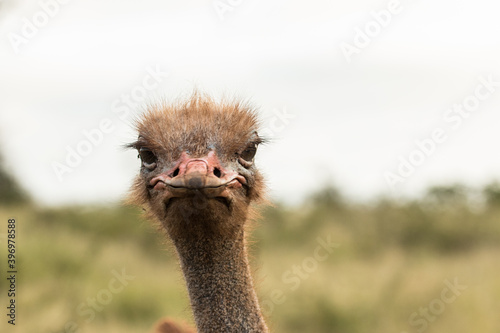 A close photo of an Ostrich's face looking into the camera, South Africa
