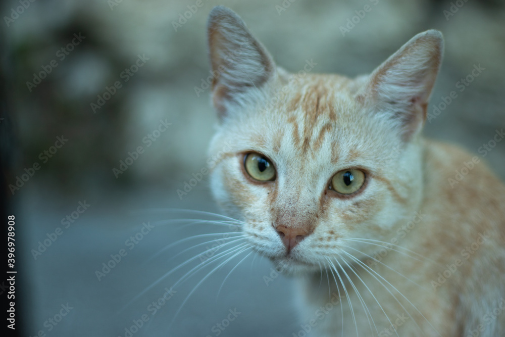 Cute ginger cat looking at the camera. Cat portrait with bokeh and copy space