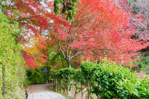 Kyoto, Japan - Autumn leaf color at Jurinji Temple (Narihira-dera) in Kyoto, Japan. The Temple originally built in 850.. photo