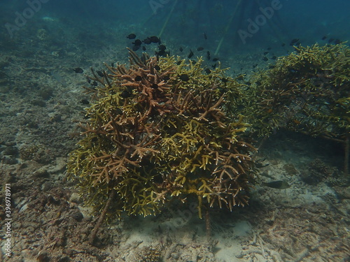 coral transplant at coral nursery for marine conservation