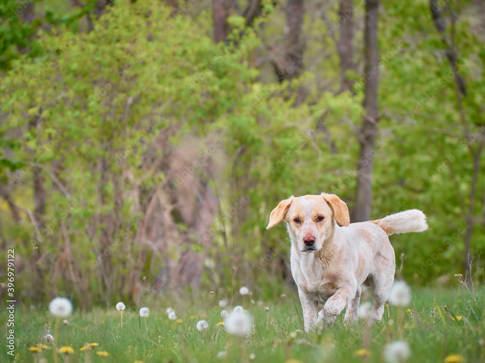 Village dog on the field.