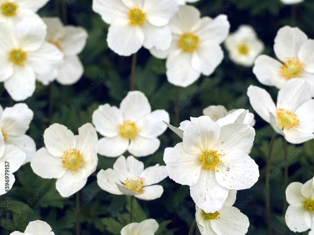 Obraz premium Anemone flowers in the garden.