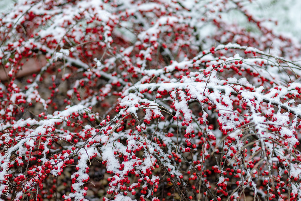 Cotoneaster berries after snowfall. Snow covered bush Cotoneaster berries after snowfall. Snow covered bush