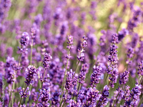 Lavender flowers in flower garden.