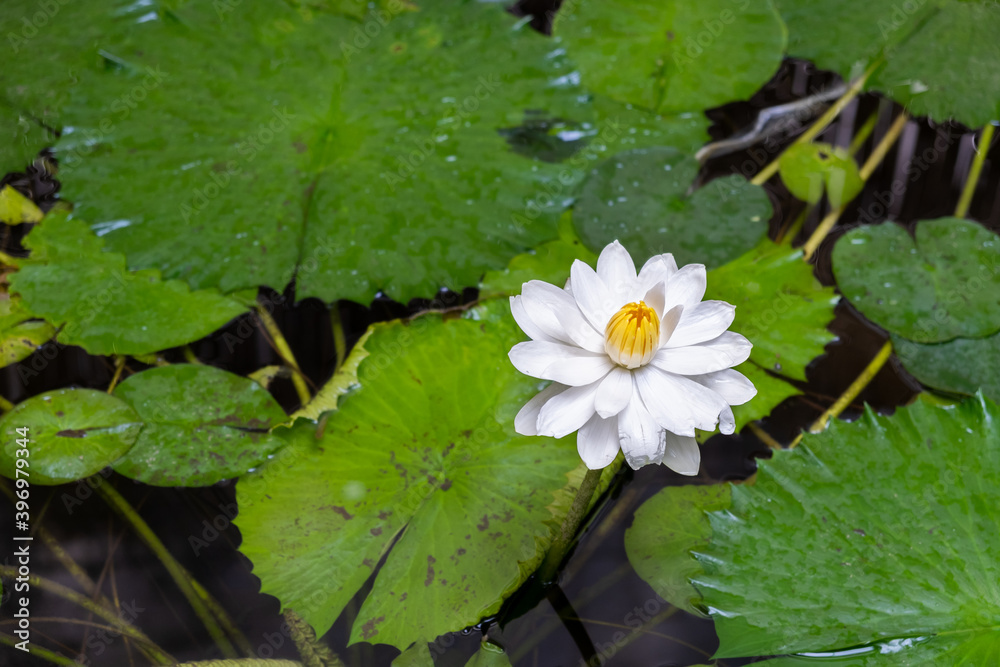 White Nymphaea alba flower of European white water lily and green leaves White Nymphaea alba flower of European white water lily and green leaves